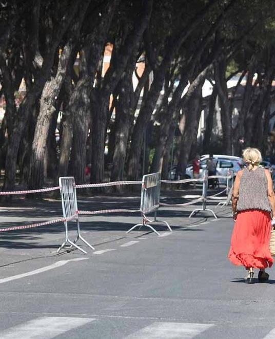 Saranno abbattuti altri 50 pini Verranno sostituiti con lecci 