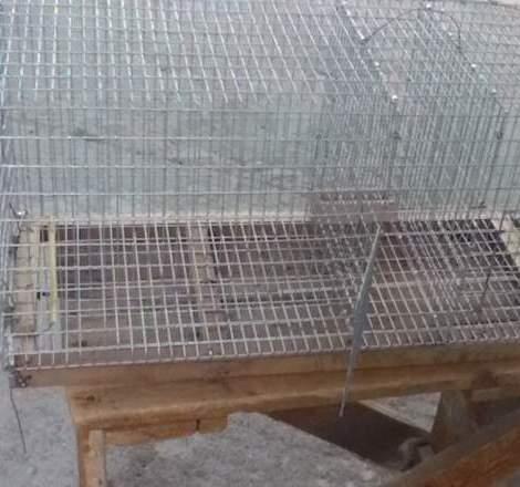 La truffa corre su Facebook e la gabbia per uccelli sparisce 
