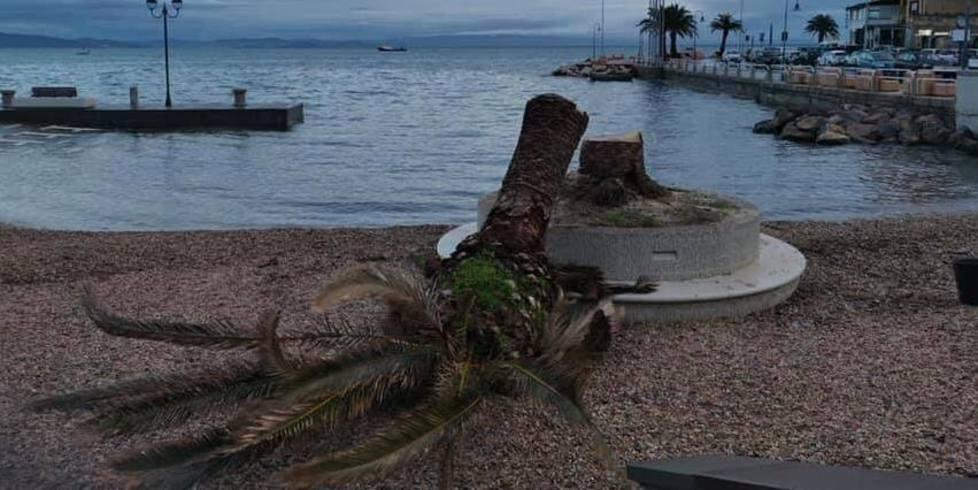 Addio anche all’ultima palma