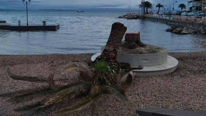 Addio anche all’ultima palma