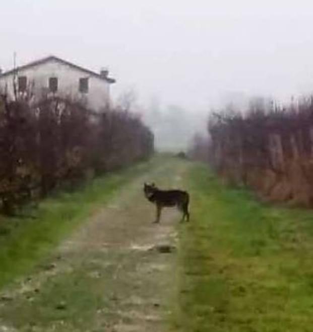 «Attenti al lupo, andate via con calma» Allerta nelle campagne 