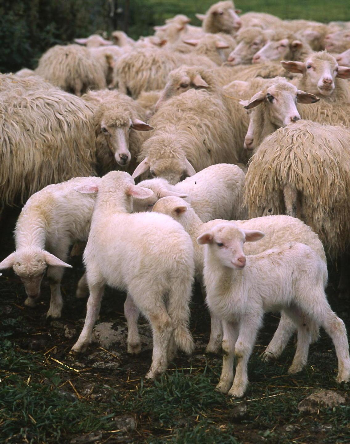 Allevatori sardi di nuovo in crisi: agnello Igp sottopagato 