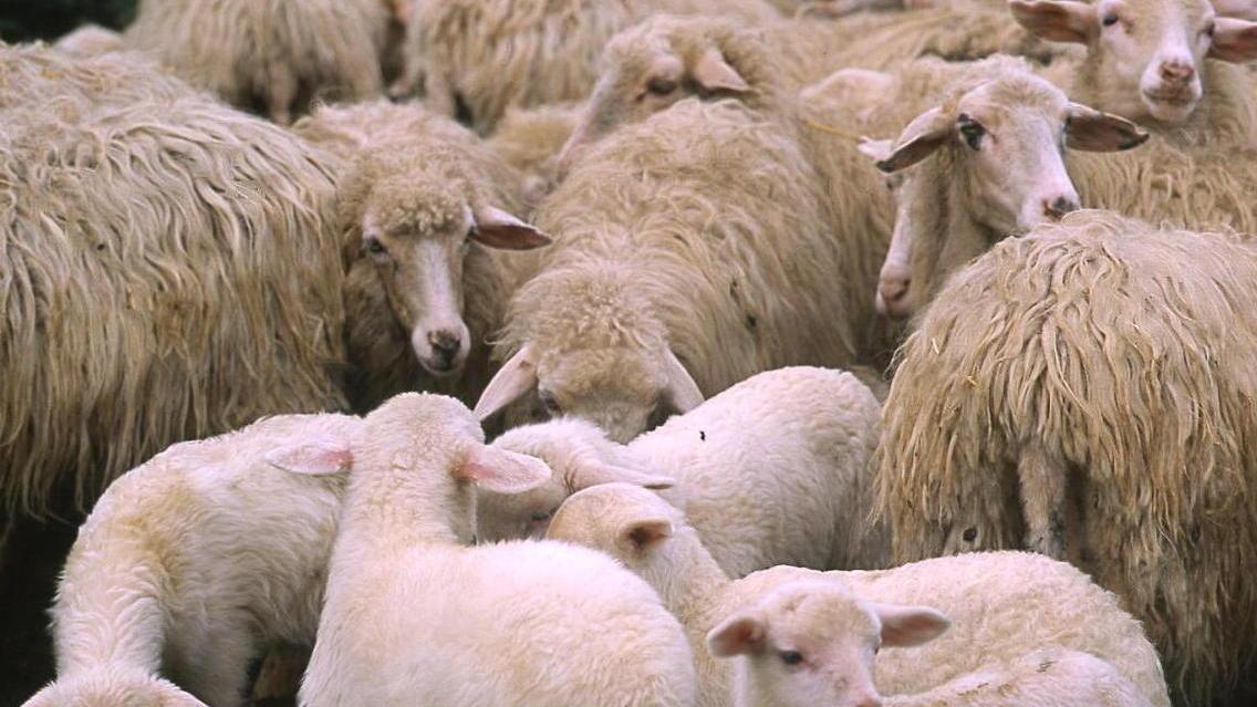 Allevatori sardi di nuovo in crisi: agnello Igp sottopagato