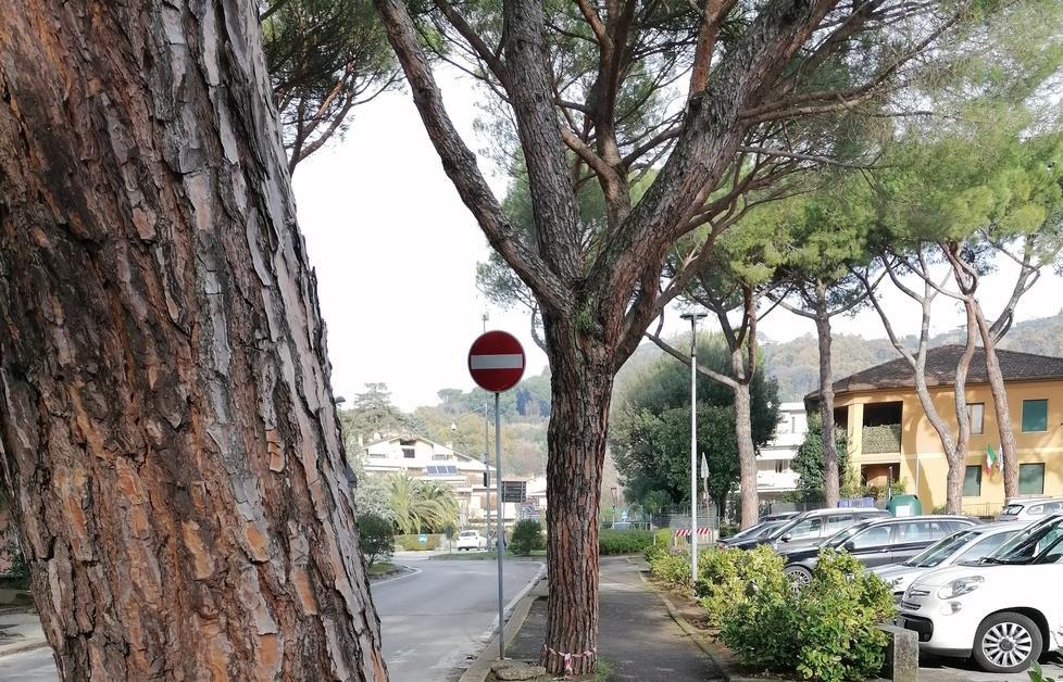 Pini in via Sardegna a Montecatini