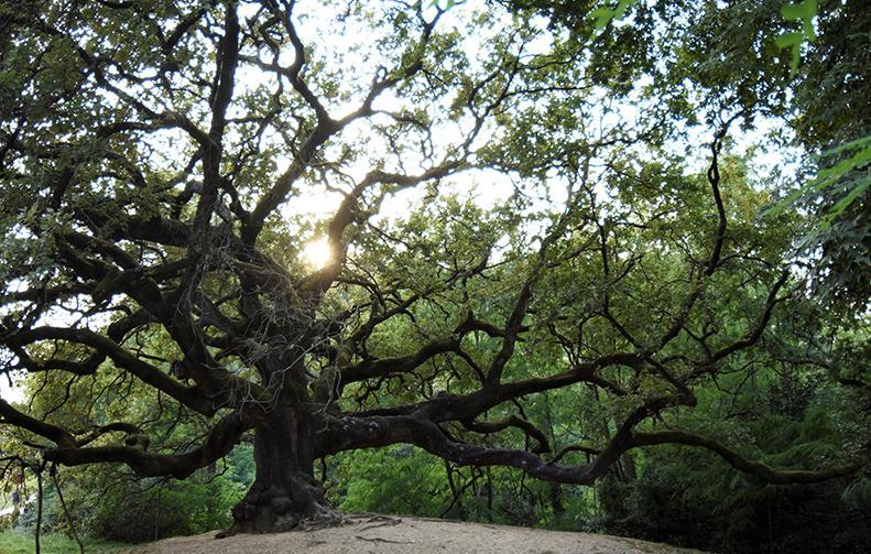 Un altro riconoscimento per la quercia delle streghe
