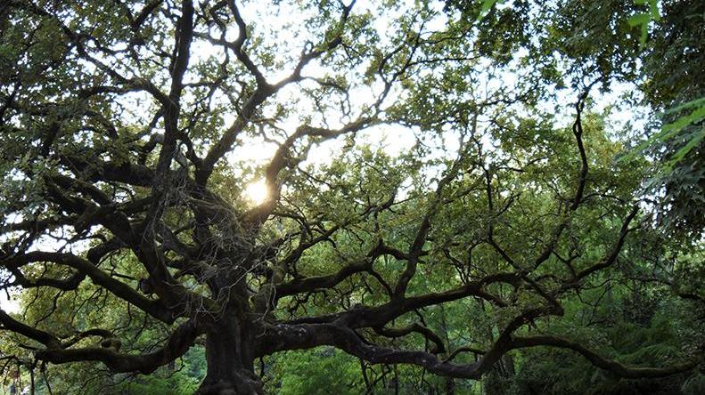 Un altro riconoscimento per la quercia delle streghe