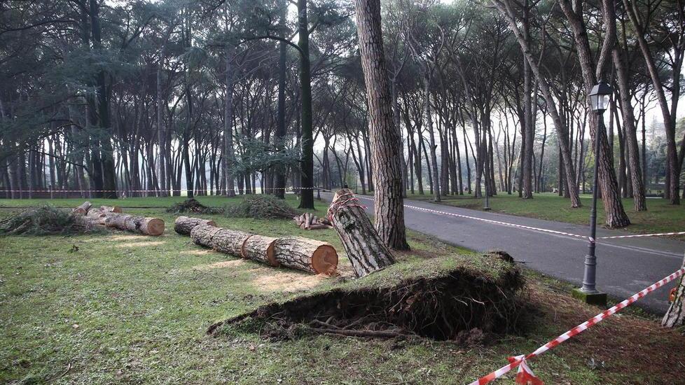 Cade albero in Pineta Rucco (Pd): «Il Comune investa sul verde»