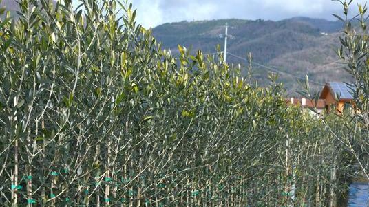 Confagricoltura: «Il distretto del vivaismo olivicolo non c’è»