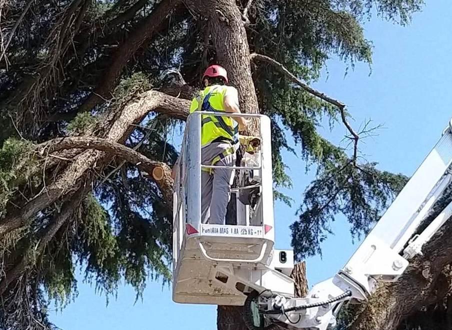 Cedro ferito dal fulmine Domani al via i lavori per porlo in sicurezza