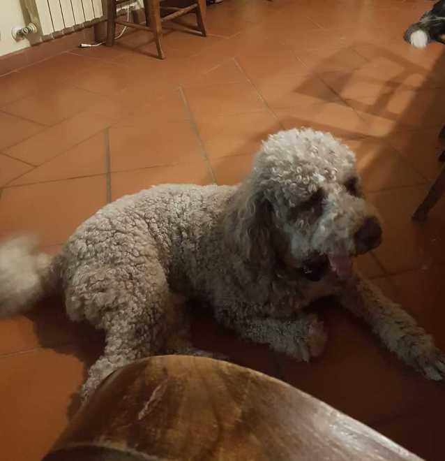 Altro lagotto scomparso Ricerche per Arturo 