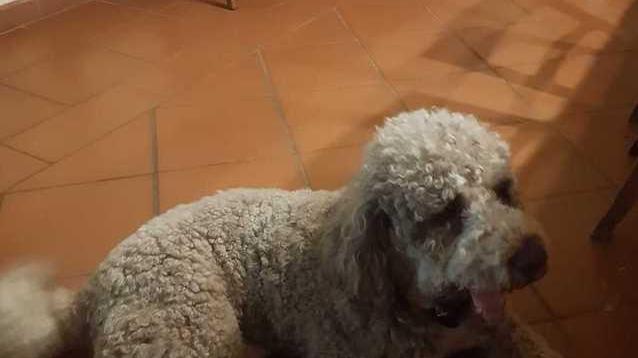 Altro lagotto scomparso Ricerche per Arturo