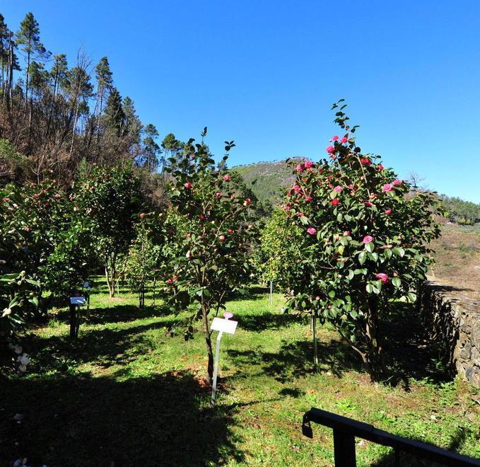 Tornerà, nel 2021, la mostra delle camelie 