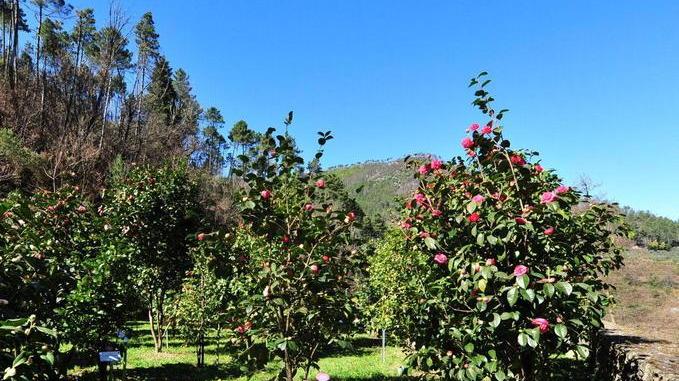 Tornerà, nel 2021, la mostra delle camelie