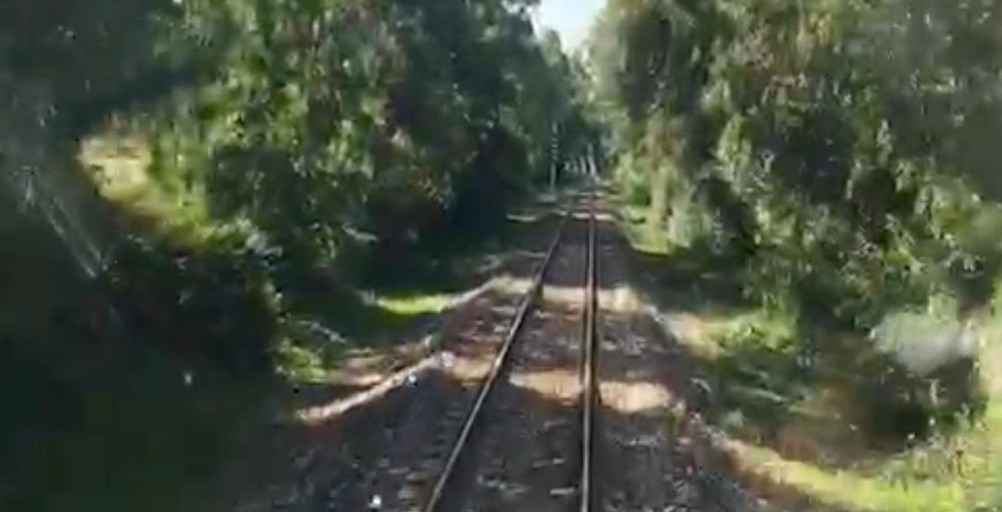 Alberi sui binari della Sassari-Alghero, esposto in Procura 