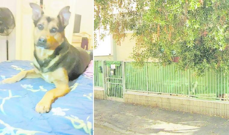 Nella foto a sinistra “Rolfo”, il cane di otto anni (un incrocio con un pastore tedesco) cosparso di benzina e acquaragia. A destra la recinzione del giardino di via Eugenia, dove si trovava