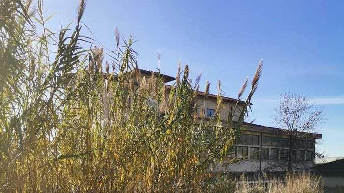 Degrado alla scuola di Quiesa: da lì arrivano i topi nelle case