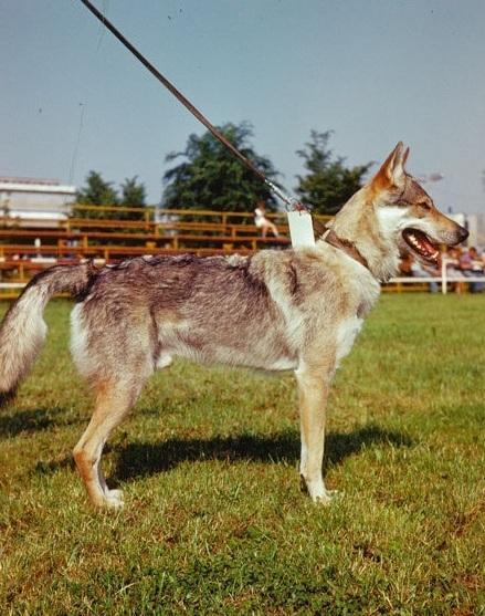 Caccia al lupo invece erano cani Uno investito 