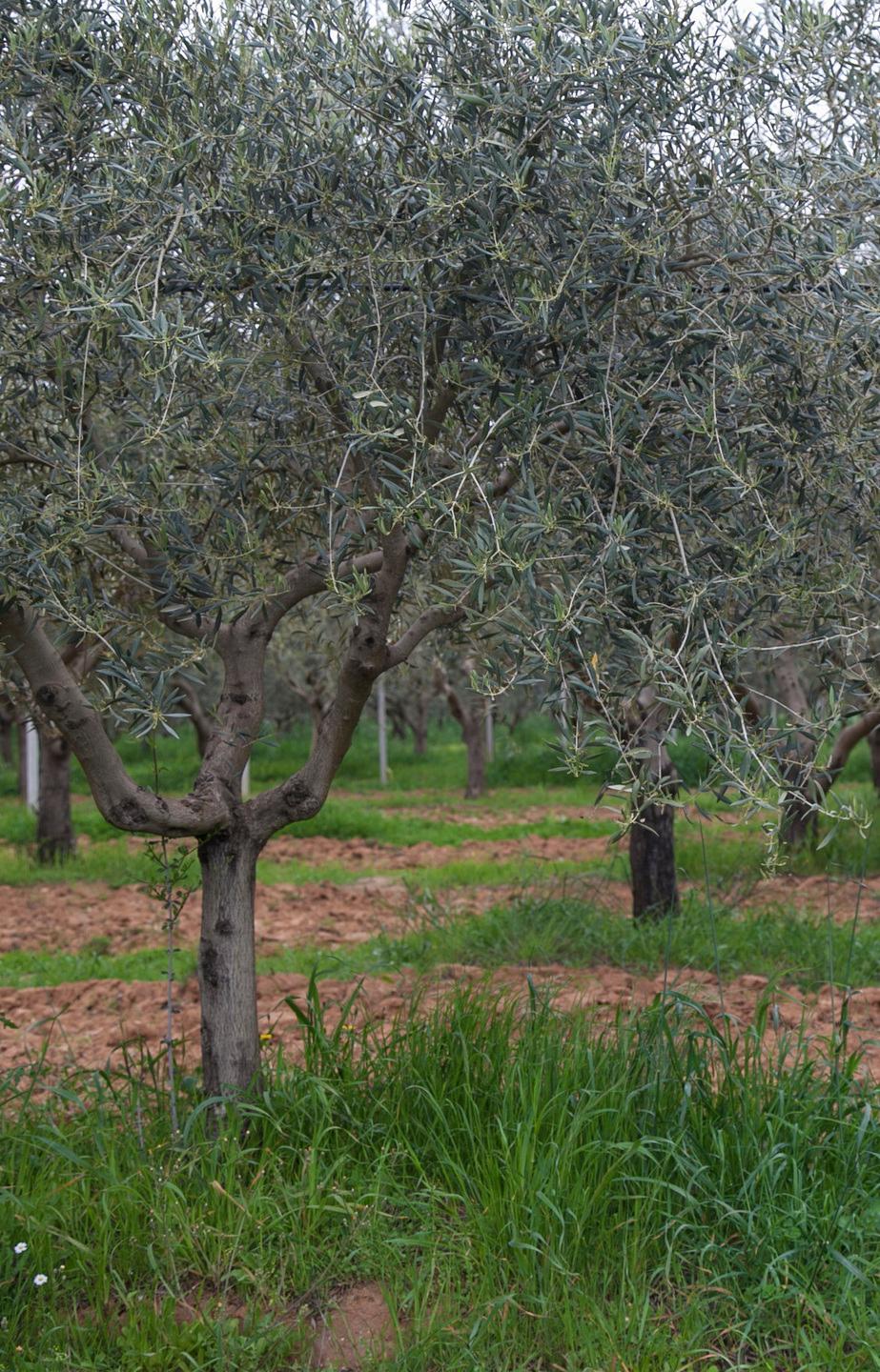 Il vento ha devastato gli oliveti, chiesto lo stato di calamità