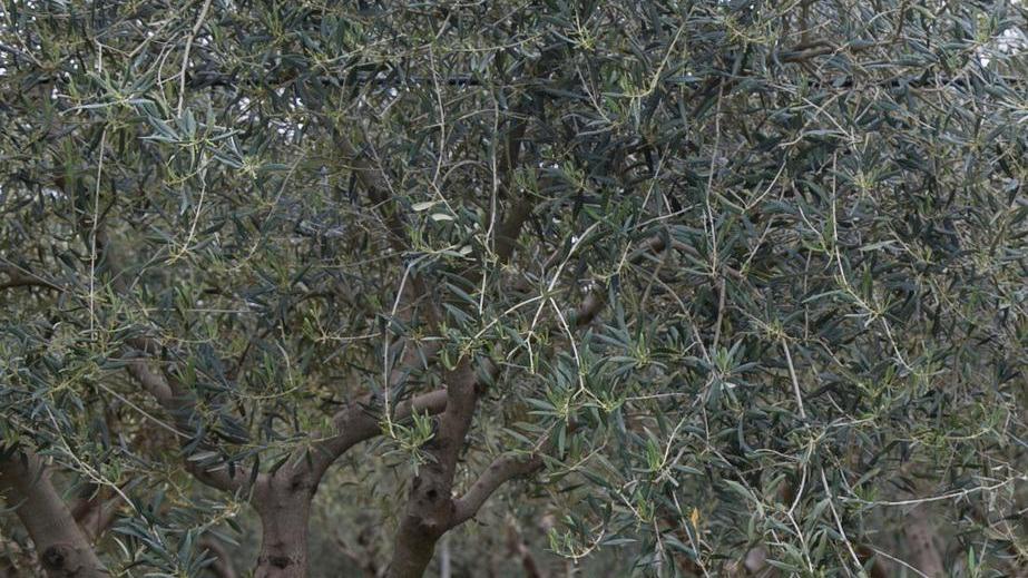 Il vento ha devastato gli oliveti, chiesto lo stato di calamità