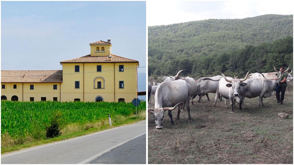 La tenuta Il Cicalino e maremmane nei terreni del podere Il Filetto