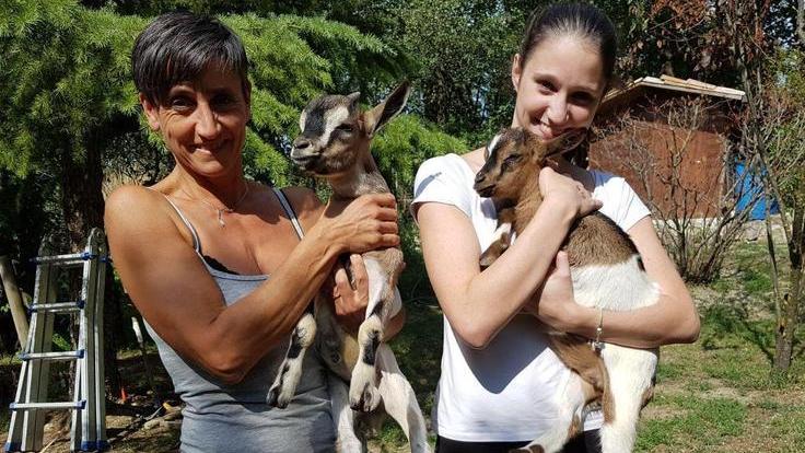 Due caprette sbranate nella notte: «Forse i lupi, ora abbiamo paura»