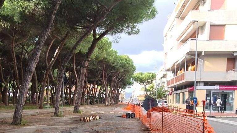 Meno pini e più lecci nelle strade di Marina