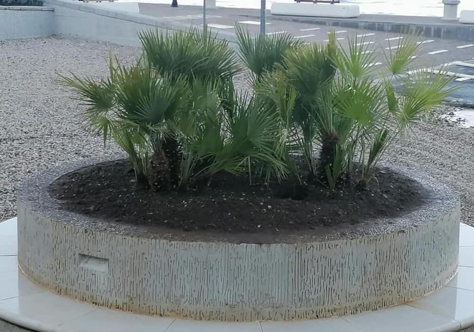 Rispunta la palma, ma nana