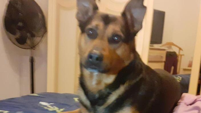 Cosparge di benzina un cane. La padrona: forse voleva dargli fuoco