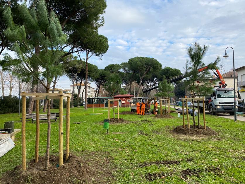 Cominciata la piantumazione di 14 pini in piazza Ristori a Empoli