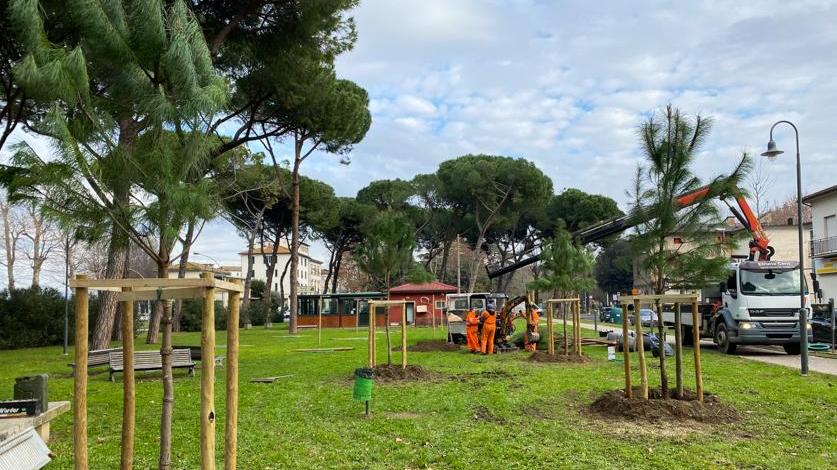 Cominciata la piantumazione di 14 pini in piazza Ristori a Empoli