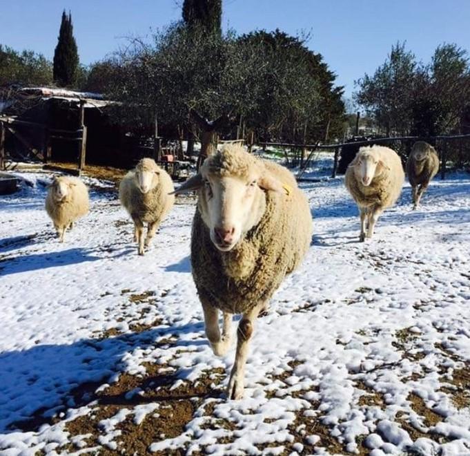 Predatore uccide le pecore della consigliera Lesch 