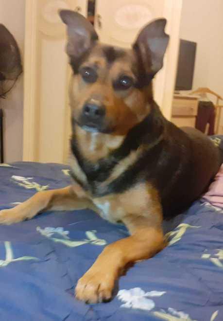 Cane cosparso di benzina nel cortile di via Eugenia: «Un gesto di follia che va punito» 