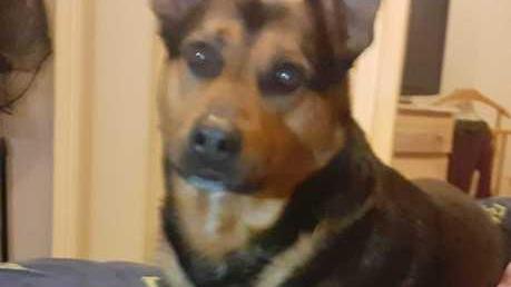 Cane cosparso di benzina nel cortile di via Eugenia: «Un gesto di follia che va punito»