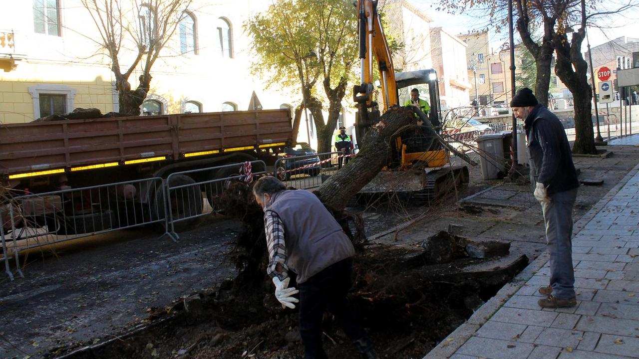 Calangianus, abbattuti dopo 70 anni i vecchi olmi in via Roma