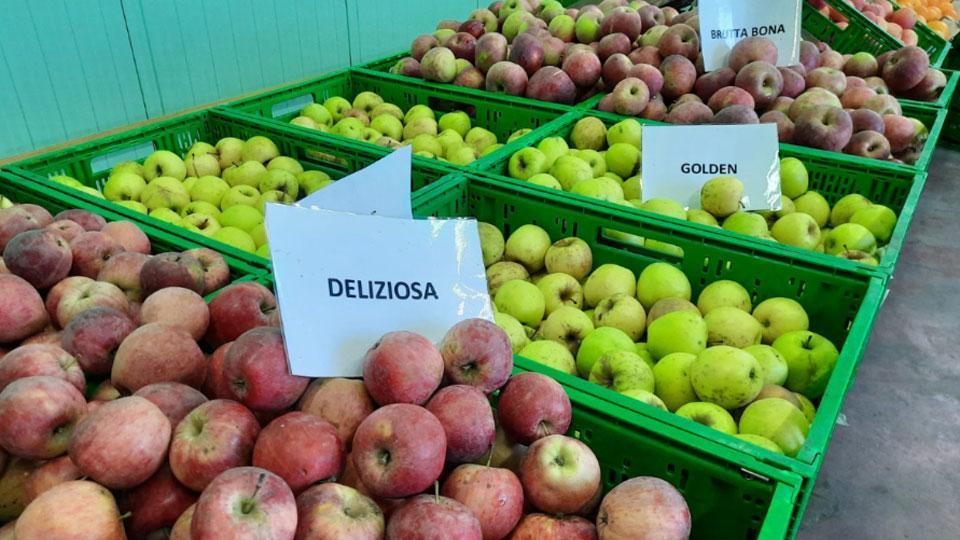 L’azienda delle mele rinasce col biologico e con l’entusiasmo di un altoatesino 