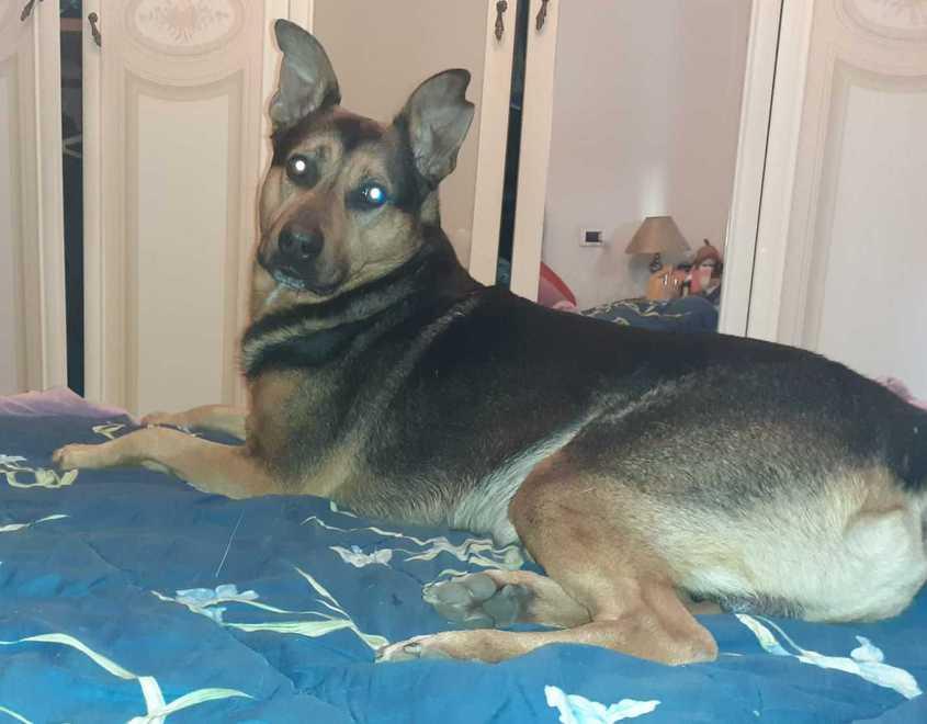 Rolfo, il cane di otto anni di Marzia Capitani