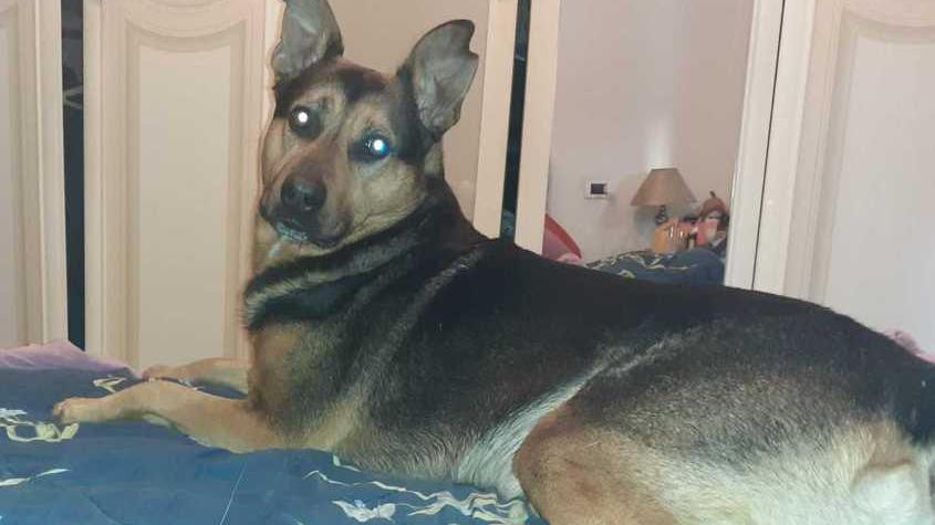 Rolfo, il cane di otto anni di Marzia Capitani