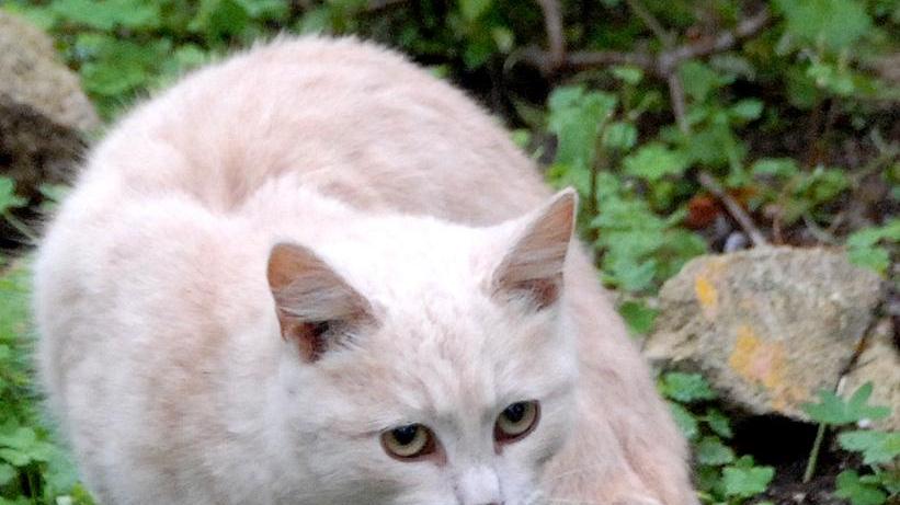 San Vero Milis, petizione online per le colonie feline 