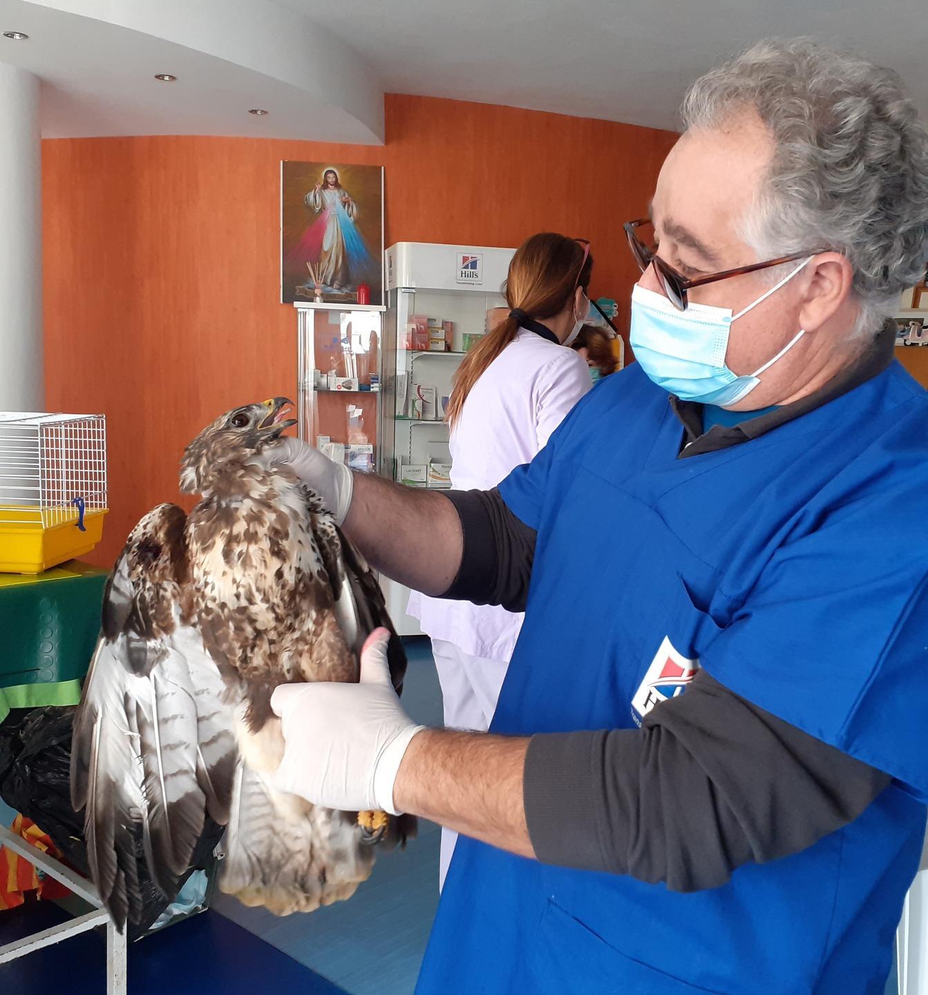 Poiana presa a fucilate soccorsa e salvata dal Corpo Forestale