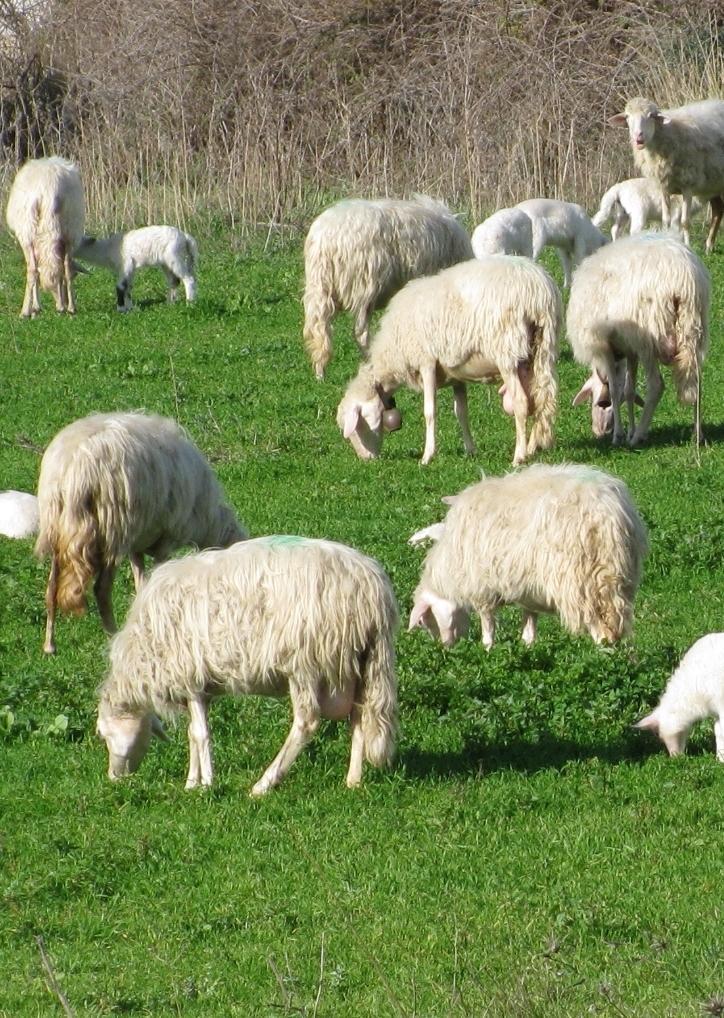 Agalassia, aziende dissequestrate dopo quattro mesi di isolamento