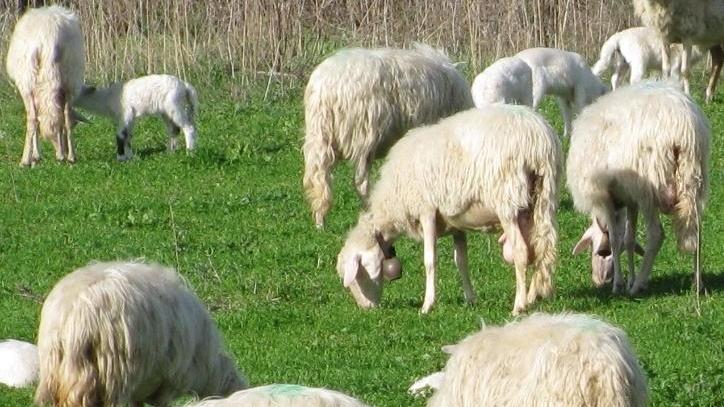 Agalassia, aziende dissequestrate dopo quattro mesi di isolamento