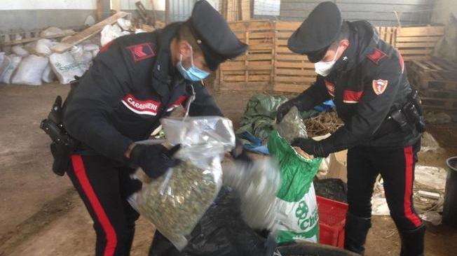 Deposito droga con 320kg di marijuana in allevamento Sassari