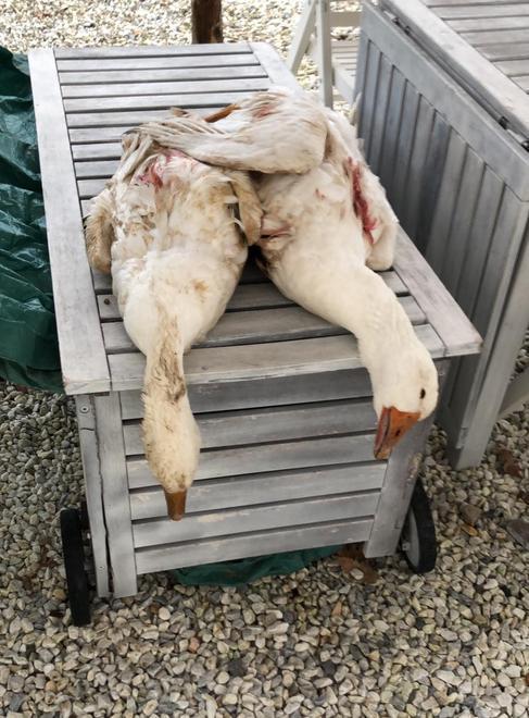 Oche uccise con colpi di arma da fuoco: «Sono i cacciatori» 