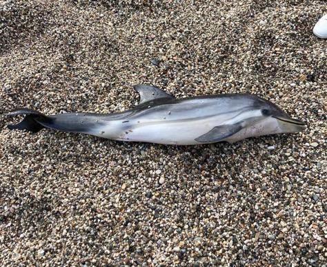 Otto cetacei morti in Toscana da ottobre a oggi