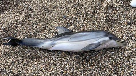 Otto cetacei morti in Toscana da ottobre a oggi