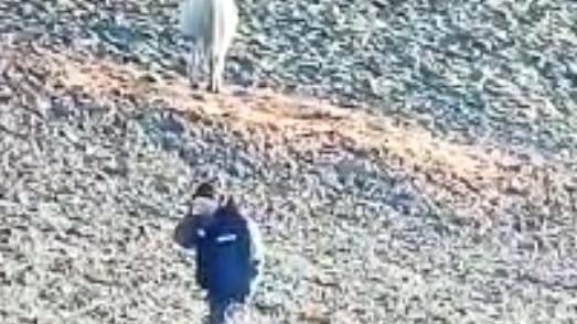Salgono a 19 i cavalli morti al centro Ihp