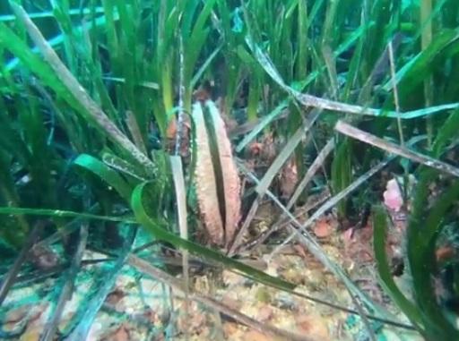 Nel mare delle Ghiaie è rinata la speranza: trovato un esemplare vivo di Pinna Nobilis - Video