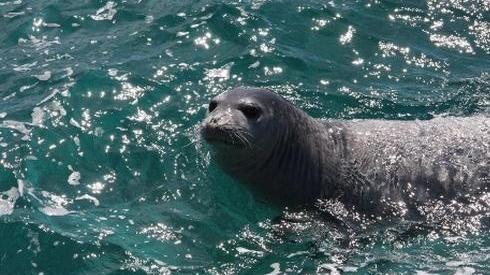 una foca monaca
