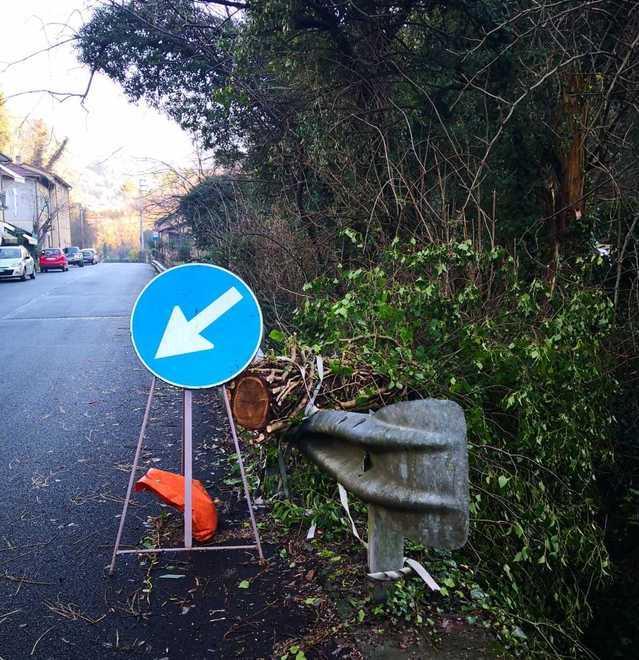 Il tronco di un albero nei pressi della Cantina