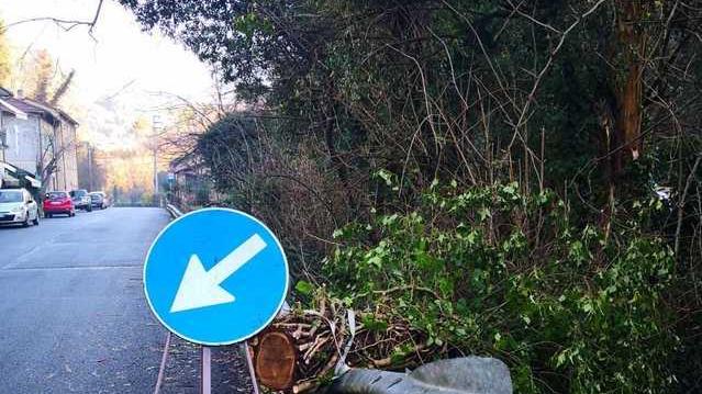 Il tronco di un albero nei pressi della Cantina